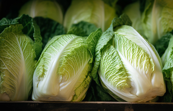 Cabbage Import and Exporters