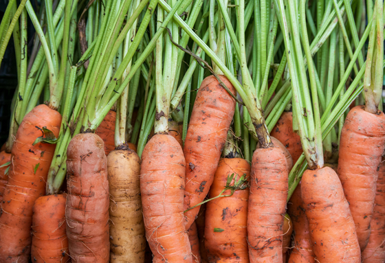 Carrot
