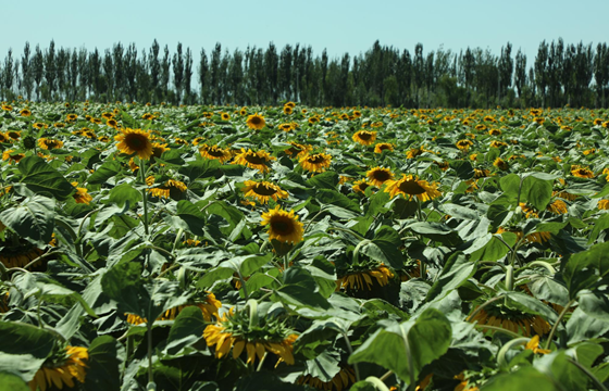 Pumpkin seeds export