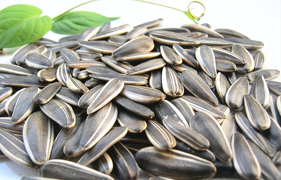 Export of pumpkin seeds