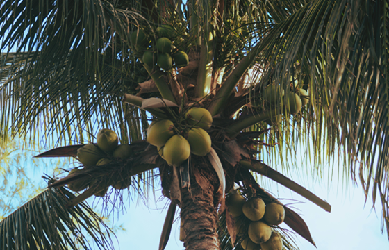 Coconut Import and Export Manufacturers