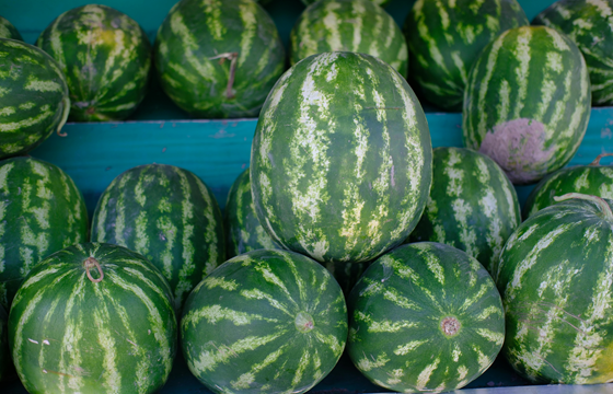 Watermelon Import and Export Trader