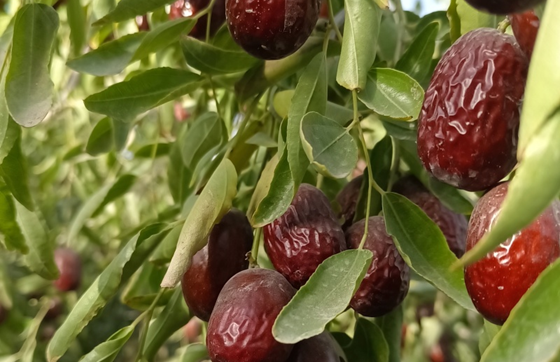 Exporter of Jujubes