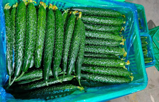 Cucumber exports