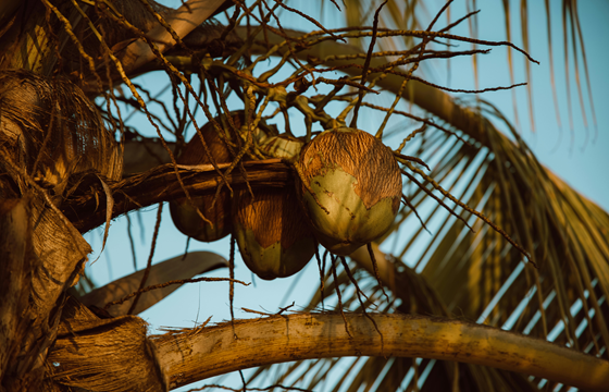 Coconut Import and Export Manufacturers